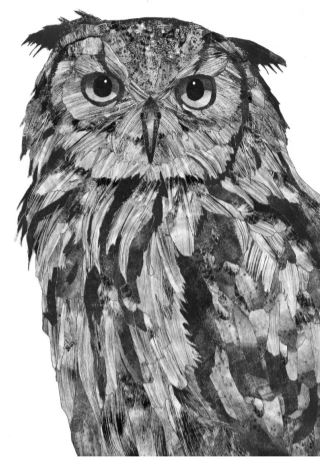 Owl drawing